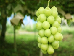 【八千代台発】山梨 旬の輝きを味わう!シャインマスカット食べ放題&人気のクロワッサン詰め放題<コースNo.25-1057-C>(京成トラベルサービス㈱)1